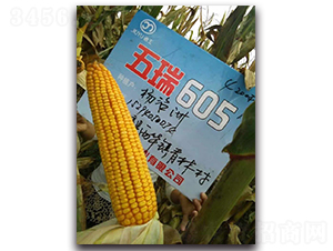 605-׷N-NI
