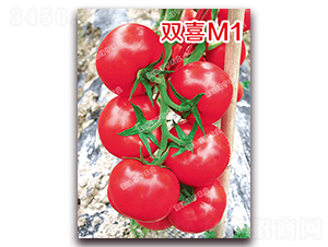 雙喜M1-粉果番茄種子-南澳綠亨