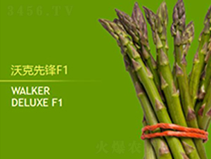 沃克先鋒F1-蘆筍種子-益碩豐農業