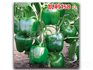 P158F1-N-ꂥNI