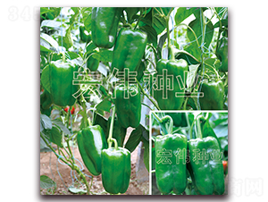 P168-N-ꂥNI
