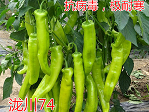 {74OͺǽN-|ZrI
