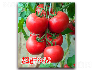 Ⱥ968-۹ѷN-|ZrI