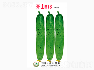齊山818-齊山種業