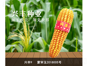 興豐9-興豐種業