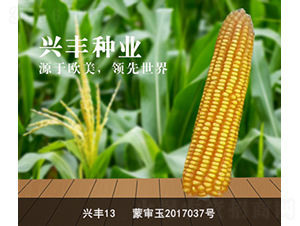興豐13-玉米種子-興豐種業