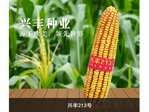 興豐213號-玉米種子-興豐種業