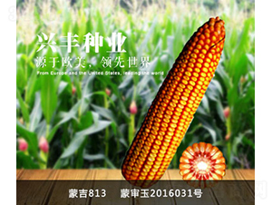 蒙吉813-玉米種子-興豐種業
