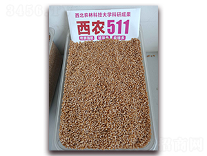 西農511實物圖-小麥種子-許科種業