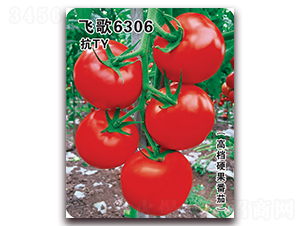 飛歌6306-番茄種子-飛歌農業