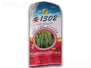 安1302-小麥種子-恒進農業