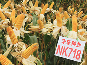 NK718-׷N-SNI