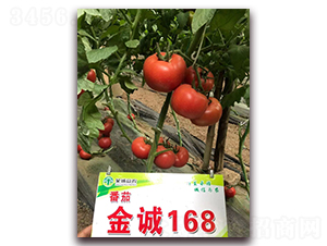 金誠(chéng)168-番茄種子-金誠(chéng)益農(nóng)