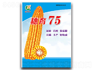 穗育75-玉米種子-穗豐種業