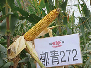272-׷N-ʥ̷NI