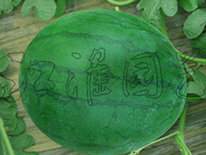 無籽4號-西瓜種子-江淮園藝