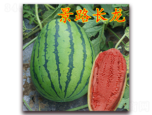 景路長龍-大西瓜種子-景路種業