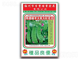 大紅花豆-花豆種子-吉豐種業