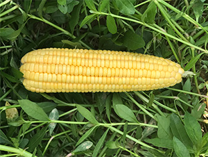 維甜1號-玉米種子-哈維農業