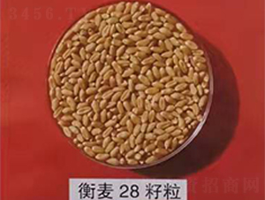 28-СN-̷NI