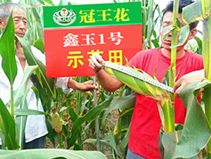 鑫玉1號(hào)-玉米種子-冠王花