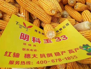 明科玉33-玉米種子-明天種業