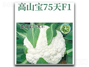 高山寶75天-花椰菜種子-文興