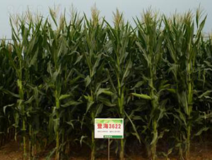 登海3622-玉米種子-登海種業