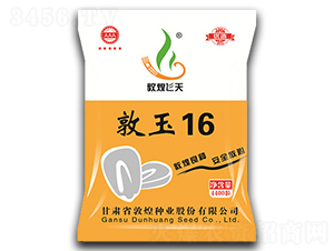 敦玉16-玉米種子-敦煌種業