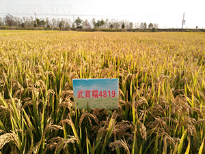 Ŵ4819-ˮN-NI