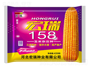 宏瑞158（袋）-玉米種子-宏瑞種業