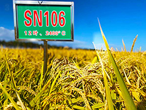 SN106-ˮN-ϷNI