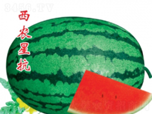 rǿ-ϷN-ؼtNI
