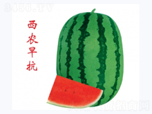 r翹-ϷN-ؼtNI