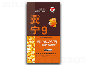 冀寧9-玉米種子-譽豐種業