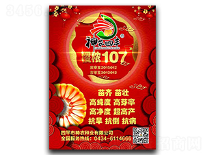 稷秾107-玉米種子-神農種業