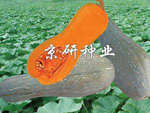 2̖-ϹϷN-зNI