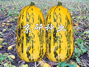 S3̖-JN-зNI