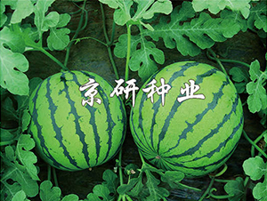 7̖(ho)-ϷN-зNI(y)