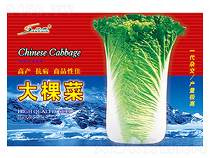 大棵菜-白菜種子-豐華種業(yè)
