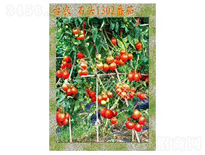 臺農石頭1302番茄-番茄種子-臺農種苗