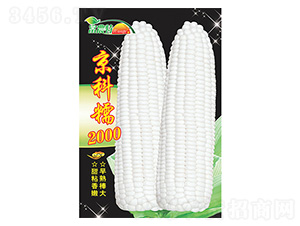 ׷N-Ŵ2000-