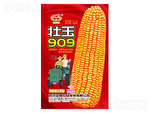 玉米種子-壯玉909-金牌農業