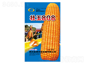 玉米種子-壯玉808-金牌農業