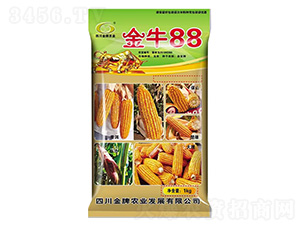玉米種子-金牛88-金牌種業
