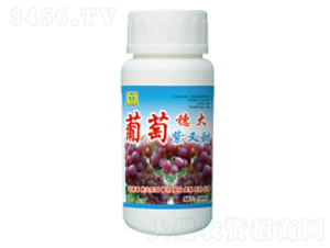 葡萄穗大紫又紅-德鑫生物
