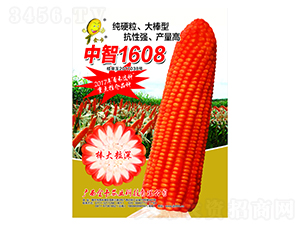 中智1608-玉米種子-金卡農業