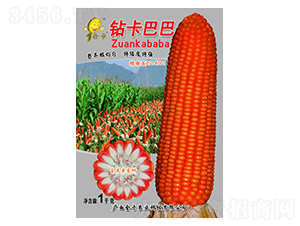 鉆卡巴巴-玉米種子-金卡農業