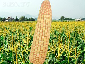 19̖-׷N-NI