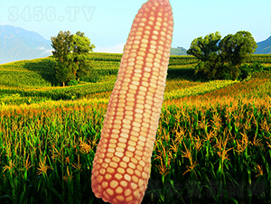 4̖-׷N-NI